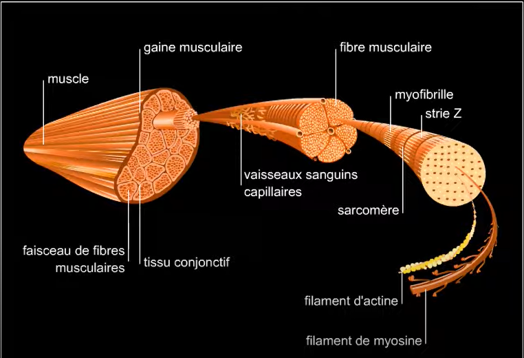 Fibres musculaires